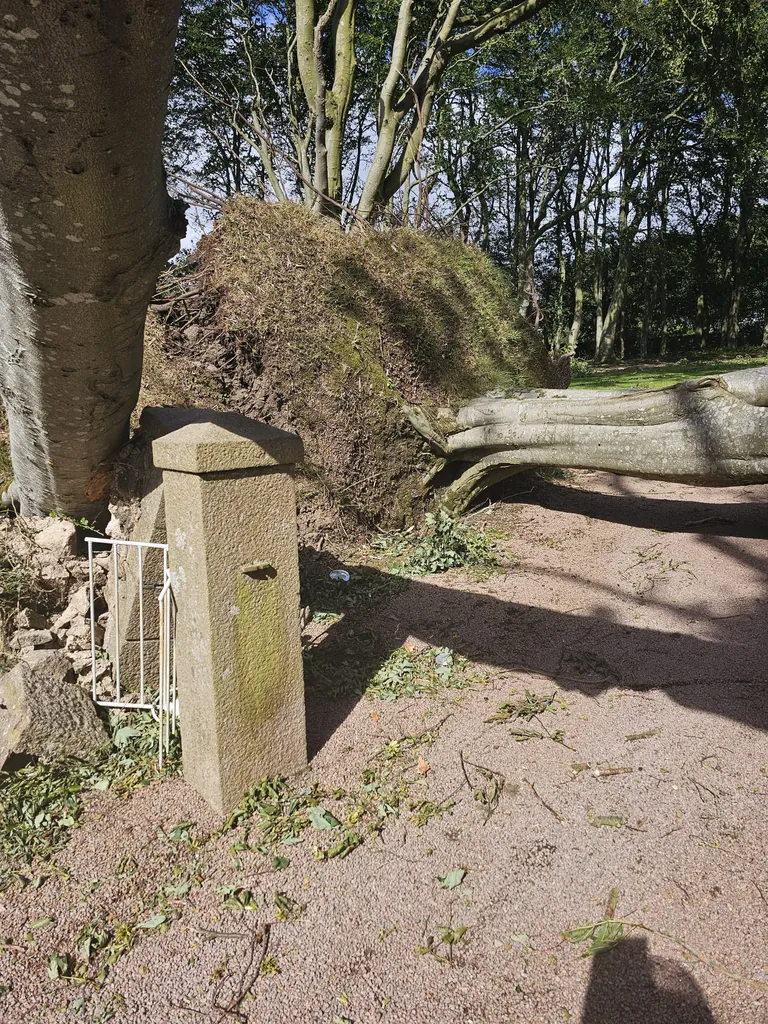 Windblown tree lifted at the root plate and fallen across a private driveway